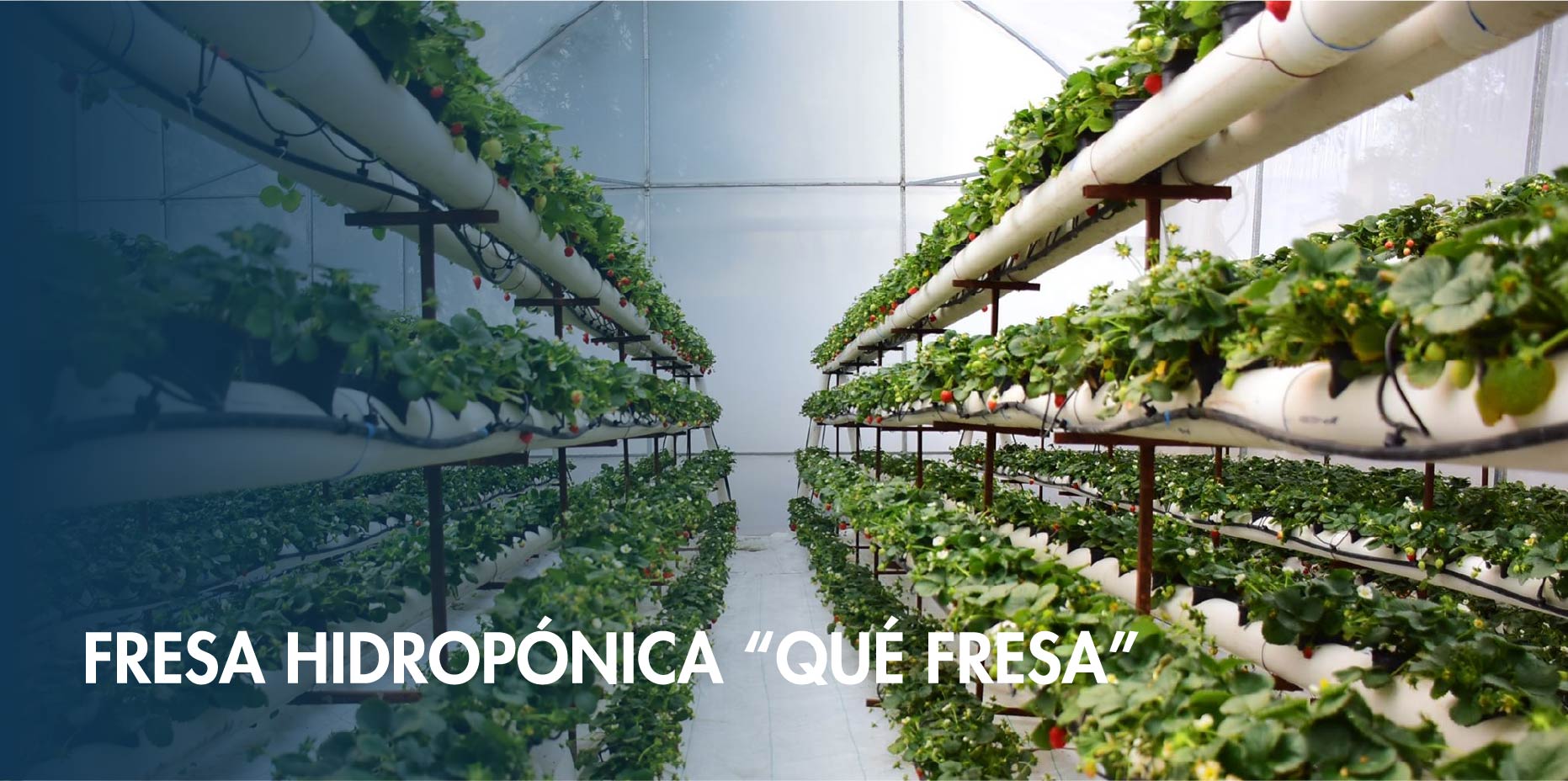 Fresa Hidropónica